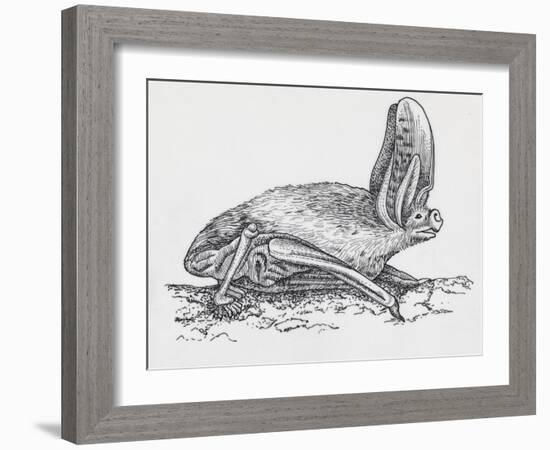 Common Brown Long-Eared Bat (Plecotus Auritus), Chiroptera-null-Framed Giclee Print