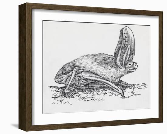 Common Brown Long-Eared Bat (Plecotus Auritus), Chiroptera-null-Framed Giclee Print