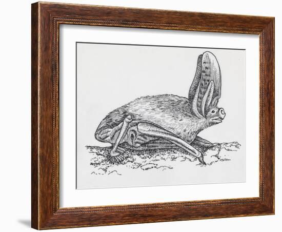 Common Brown Long-Eared Bat (Plecotus Auritus), Chiroptera-null-Framed Giclee Print