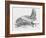 Common Brown Long-Eared Bat (Plecotus Auritus), Chiroptera-null-Framed Giclee Print