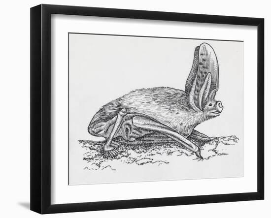 Common Brown Long-Eared Bat (Plecotus Auritus), Chiroptera-null-Framed Giclee Print