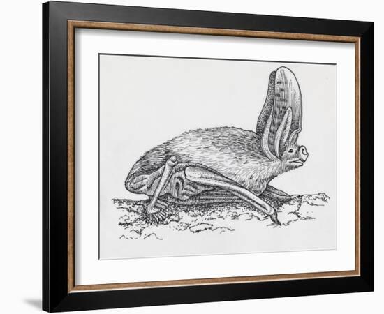 Common Brown Long-Eared Bat (Plecotus Auritus), Chiroptera-null-Framed Giclee Print