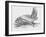 Common Brown Long-Eared Bat (Plecotus Auritus), Chiroptera-null-Framed Giclee Print