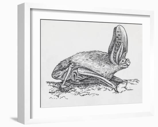 Common Brown Long-Eared Bat (Plecotus Auritus), Chiroptera-null-Framed Giclee Print