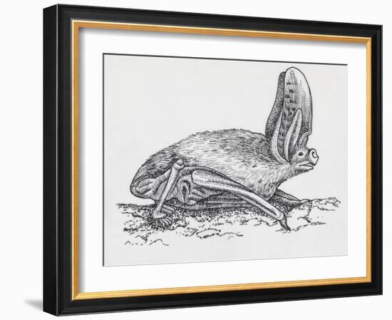 Common Brown Long-Eared Bat (Plecotus Auritus), Chiroptera-null-Framed Giclee Print