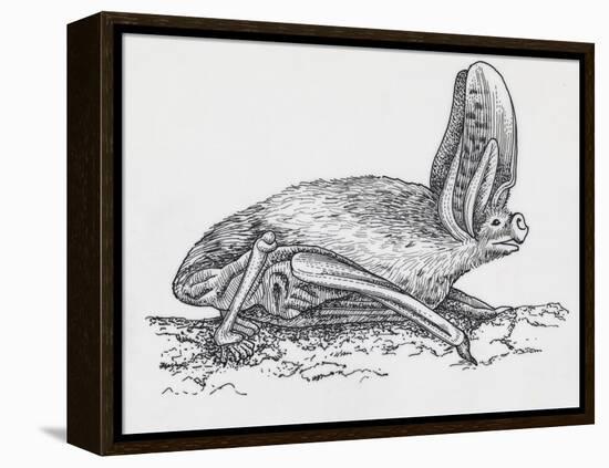 Common Brown Long-Eared Bat (Plecotus Auritus), Chiroptera-null-Framed Premier Image Canvas