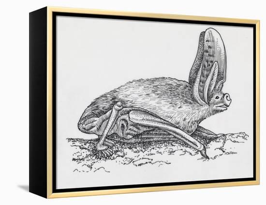 Common Brown Long-Eared Bat (Plecotus Auritus), Chiroptera-null-Framed Premier Image Canvas