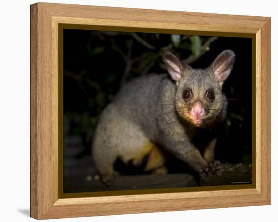 Common Brushtail Possum, (Trichosurus Vulpecula), Pebbly Beach, New South Wales, Australia-Thorsten Milse-Framed Premier Image Canvas