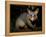 Common Brushtail Possum, (Trichosurus Vulpecula), Pebbly Beach, New South Wales, Australia-Thorsten Milse-Framed Premier Image Canvas