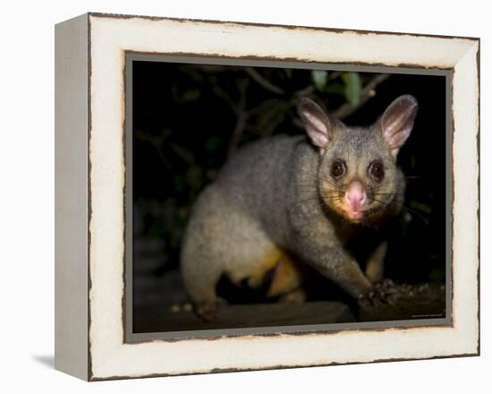 Common Brushtail Possum, (Trichosurus Vulpecula), Pebbly Beach, New South Wales, Australia-Thorsten Milse-Framed Premier Image Canvas