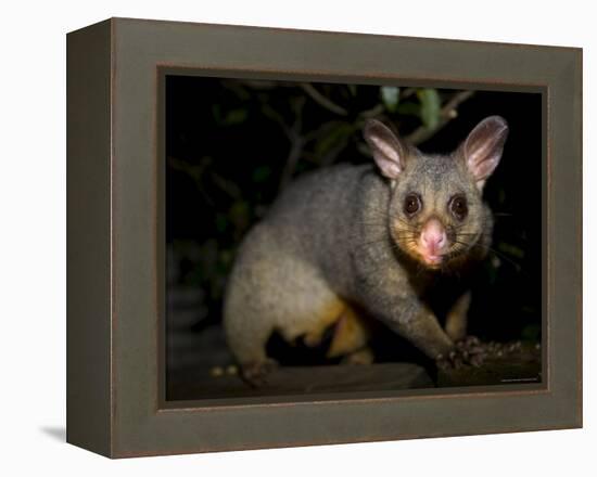 Common Brushtail Possum, (Trichosurus Vulpecula), Pebbly Beach, New South Wales, Australia-Thorsten Milse-Framed Premier Image Canvas