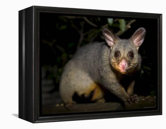 Common Brushtail Possum, (Trichosurus Vulpecula), Pebbly Beach, New South Wales, Australia-Thorsten Milse-Framed Premier Image Canvas