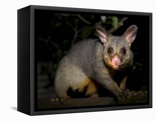 Common Brushtail Possum, (Trichosurus Vulpecula), Pebbly Beach, New South Wales, Australia-Thorsten Milse-Framed Premier Image Canvas