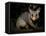 Common Brushtail Possum, (Trichosurus Vulpecula), Pebbly Beach, New South Wales, Australia-Thorsten Milse-Framed Premier Image Canvas