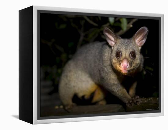 Common Brushtail Possum, (Trichosurus Vulpecula), Pebbly Beach, New South Wales, Australia-Thorsten Milse-Framed Premier Image Canvas