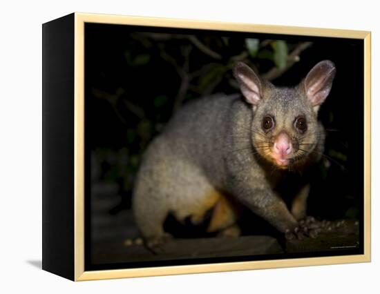 Common Brushtail Possum, (Trichosurus Vulpecula), Pebbly Beach, New South Wales, Australia-Thorsten Milse-Framed Premier Image Canvas