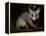 Common Brushtail Possum, (Trichosurus Vulpecula), Pebbly Beach, New South Wales, Australia-Thorsten Milse-Framed Premier Image Canvas