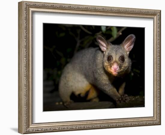 Common Brushtail Possum, (Trichosurus Vulpecula), Pebbly Beach, New South Wales, Australia-Thorsten Milse-Framed Photographic Print