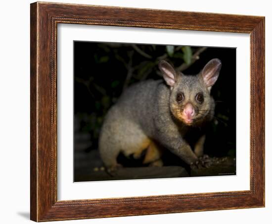 Common Brushtail Possum, (Trichosurus Vulpecula), Pebbly Beach, New South Wales, Australia-Thorsten Milse-Framed Photographic Print