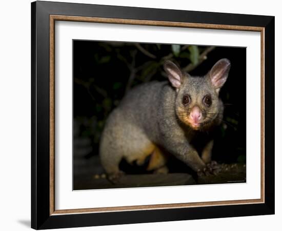 Common Brushtail Possum, (Trichosurus Vulpecula), Pebbly Beach, New South Wales, Australia-Thorsten Milse-Framed Photographic Print