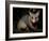 Common Brushtail Possum, (Trichosurus Vulpecula), Pebbly Beach, New South Wales, Australia-Thorsten Milse-Framed Photographic Print