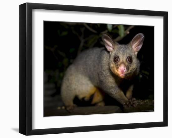 Common Brushtail Possum, (Trichosurus Vulpecula), Pebbly Beach, New South Wales, Australia-Thorsten Milse-Framed Photographic Print