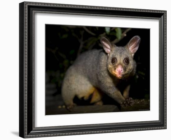 Common Brushtail Possum, (Trichosurus Vulpecula), Pebbly Beach, New South Wales, Australia-Thorsten Milse-Framed Photographic Print