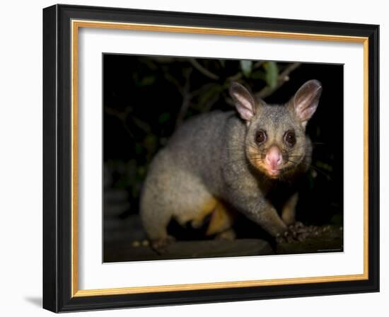 Common Brushtail Possum, (Trichosurus Vulpecula), Pebbly Beach, New South Wales, Australia-Thorsten Milse-Framed Photographic Print