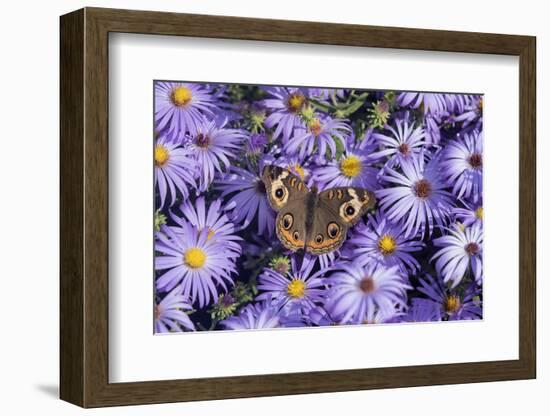 Common Buckeye on Frikart's Aster, Aster frikartii, Illinois-Richard & Susan Day-Framed Photographic Print