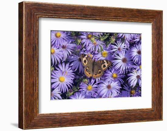 Common Buckeye on Frikart's Aster, Aster frikartii, Illinois-Richard & Susan Day-Framed Photographic Print