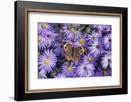 Common Buckeye on Frikart's Aster, Aster frikartii, Illinois-Richard & Susan Day-Framed Photographic Print