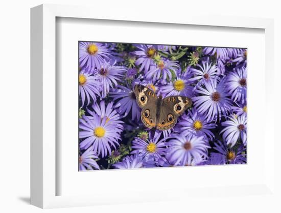 Common Buckeye on Frikart's Aster, Aster frikartii, Illinois-Richard & Susan Day-Framed Photographic Print