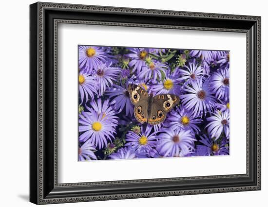 Common Buckeye on Frikart's Aster, Aster frikartii, Illinois-Richard & Susan Day-Framed Photographic Print