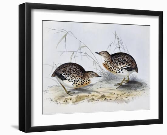 Common Buttonquail (Turnix Sylvatica), from Birds of Europe (1804-1881)-John Gould-Framed Giclee Print