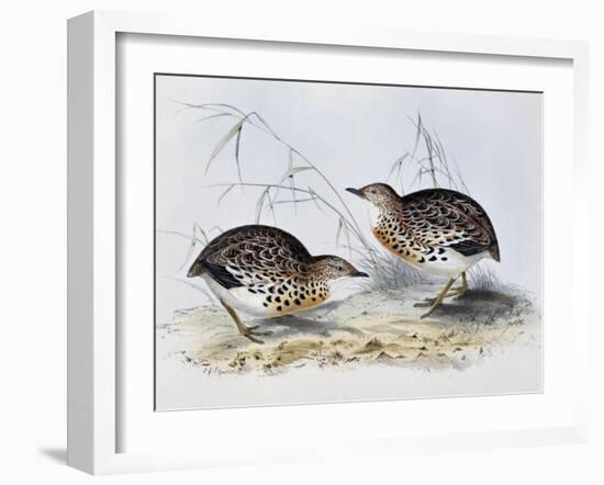 Common Buttonquail (Turnix Sylvatica), from Birds of Europe (1804-1881)-John Gould-Framed Giclee Print