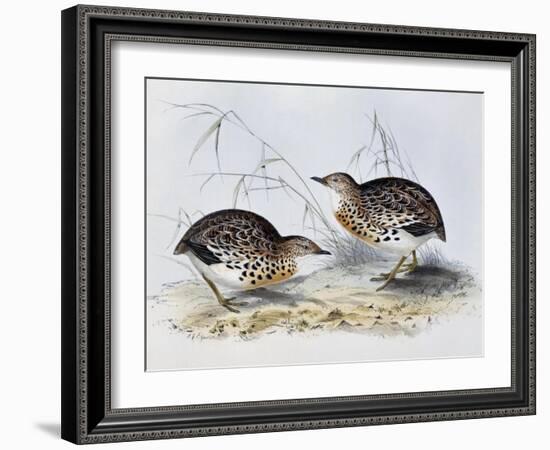 Common Buttonquail (Turnix Sylvatica), from Birds of Europe (1804-1881)-John Gould-Framed Giclee Print