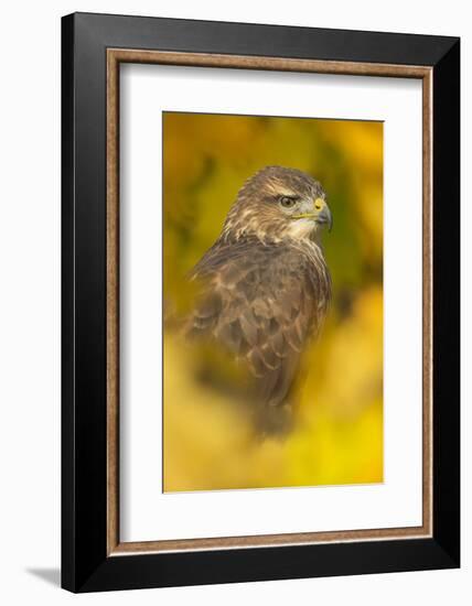 Common buzzard (Buteo buteo), among the autumn foliage, United Kingdom, Europe-Kyle Moore-Framed Photographic Print