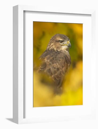 Common buzzard (Buteo buteo), among the autumn foliage, United Kingdom, Europe-Kyle Moore-Framed Photographic Print