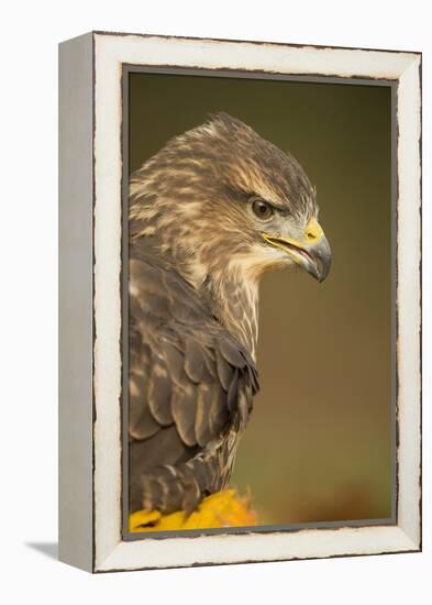 Common buzzard (Buteo buteo), among the autumn foliage, United Kingdom, Europe-Kyle Moore-Framed Premier Image Canvas