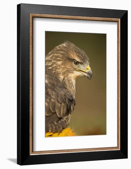 Common buzzard (Buteo buteo), among the autumn foliage, United Kingdom, Europe-Kyle Moore-Framed Photographic Print