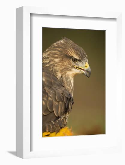 Common buzzard (Buteo buteo), among the autumn foliage, United Kingdom, Europe-Kyle Moore-Framed Photographic Print