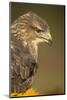 Common buzzard (Buteo buteo), among the autumn foliage, United Kingdom, Europe-Kyle Moore-Mounted Photographic Print