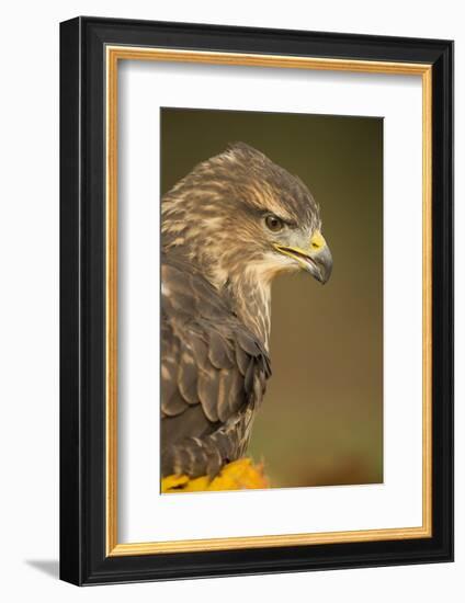 Common buzzard (Buteo buteo), among the autumn foliage, United Kingdom, Europe-Kyle Moore-Framed Photographic Print