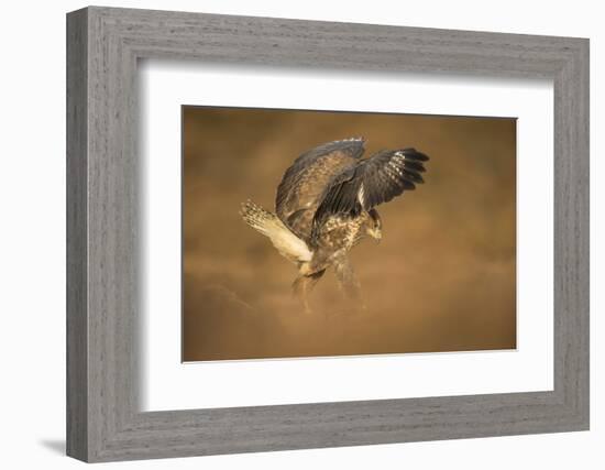 Common buzzard (Buteo buteo), flapping wings on the ground, United Kingdom, Europe-Kyle Moore-Framed Photographic Print