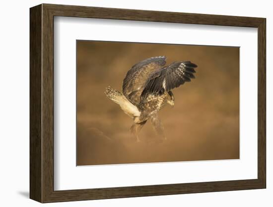 Common buzzard (Buteo buteo), flapping wings on the ground, United Kingdom, Europe-Kyle Moore-Framed Photographic Print