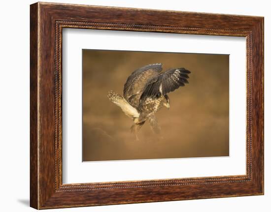 Common buzzard (Buteo buteo), flapping wings on the ground, United Kingdom, Europe-Kyle Moore-Framed Photographic Print