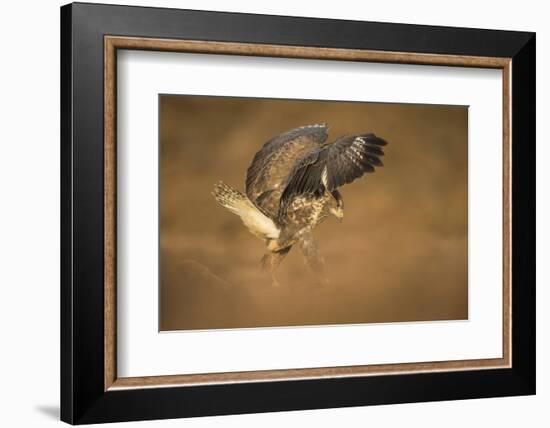 Common buzzard (Buteo buteo), flapping wings on the ground, United Kingdom, Europe-Kyle Moore-Framed Photographic Print