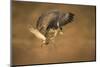 Common buzzard (Buteo buteo), flapping wings on the ground, United Kingdom, Europe-Kyle Moore-Mounted Photographic Print