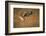 Common buzzard (Buteo buteo), flapping wings on the ground, United Kingdom, Europe-Kyle Moore-Framed Photographic Print