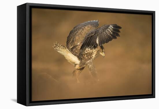 Common buzzard (Buteo buteo), flapping wings on the ground, United Kingdom, Europe-Kyle Moore-Framed Premier Image Canvas